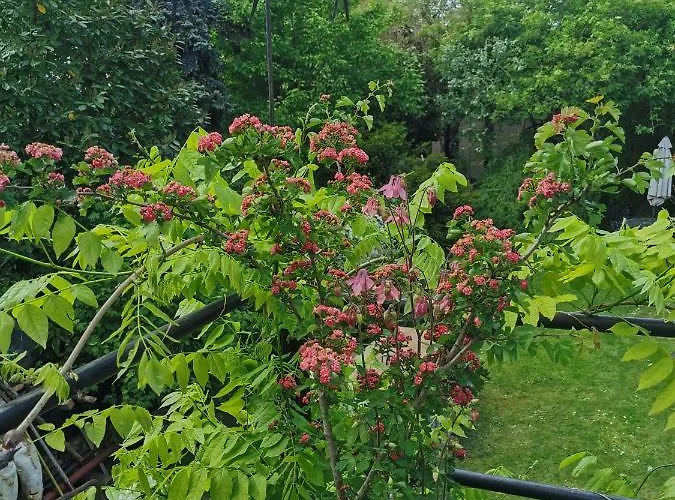 Petit Nid Проживание в семье Страсбург